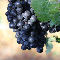 2023 Tatty Bogler Pinot Noir