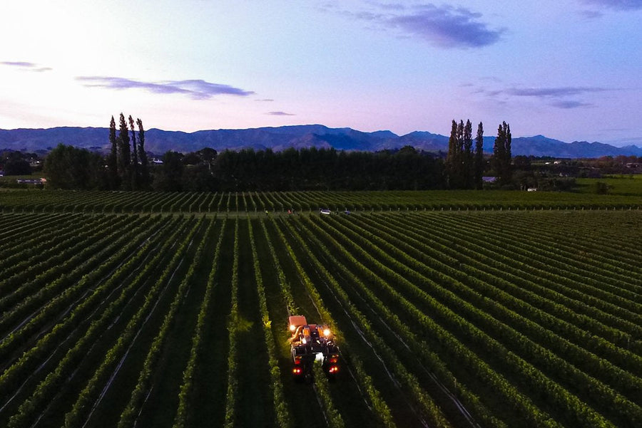2022 Forrest Chenin Blanc