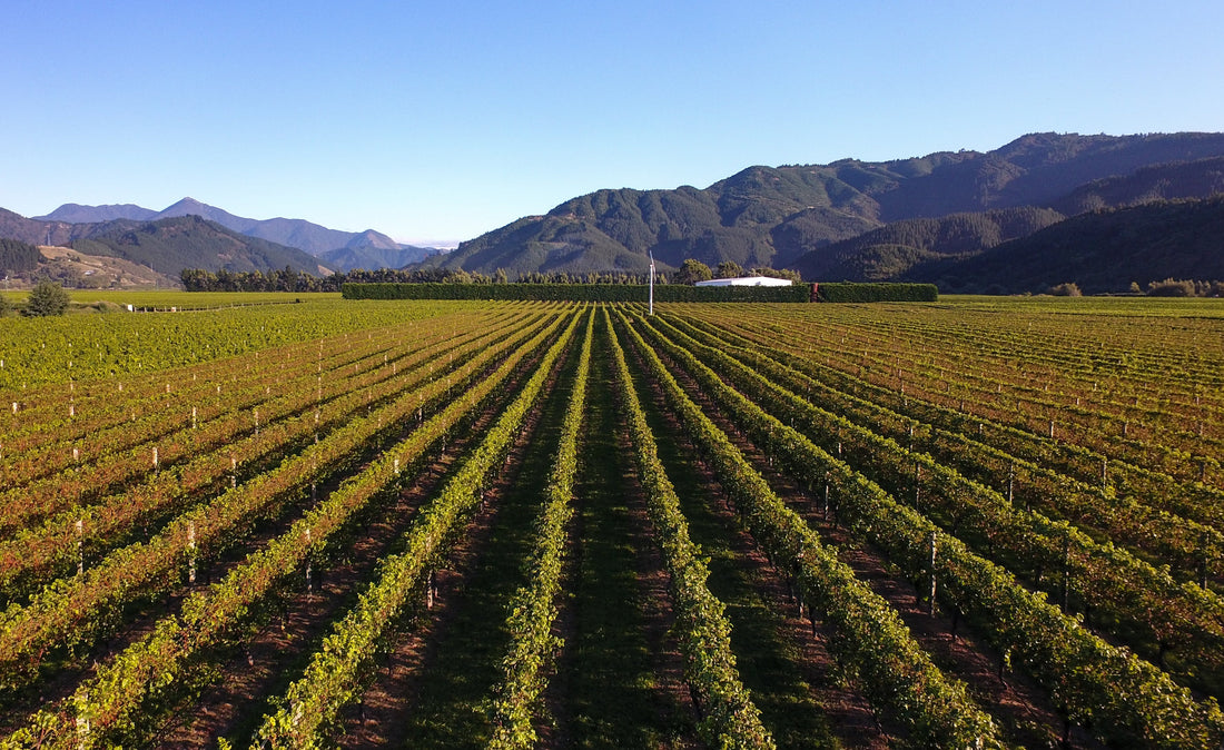 2022 Forrest Pinot Gris