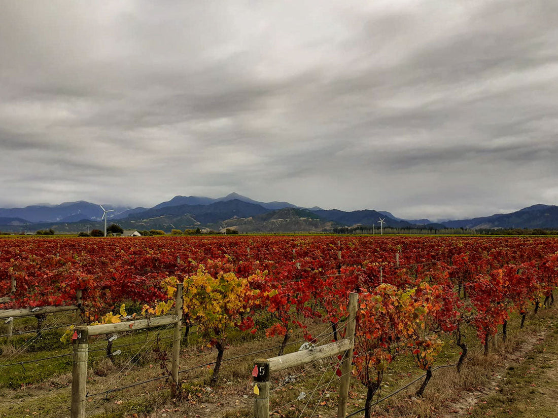 2022 Forrest Chenin Blanc